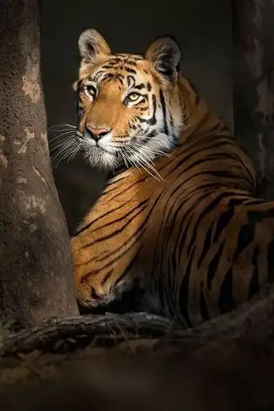 Ranthambhore