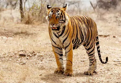 Golden Triangle Tour with Ranthambore